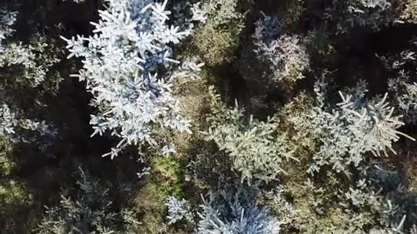 Vuelo sobre un bosque verde mixto — Vídeos de Stock