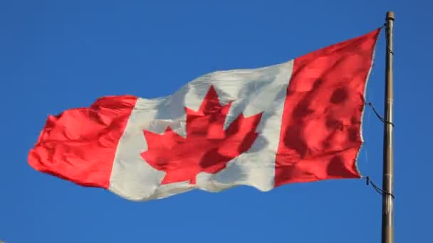 Nationale vlag van Canada — Stockvideo