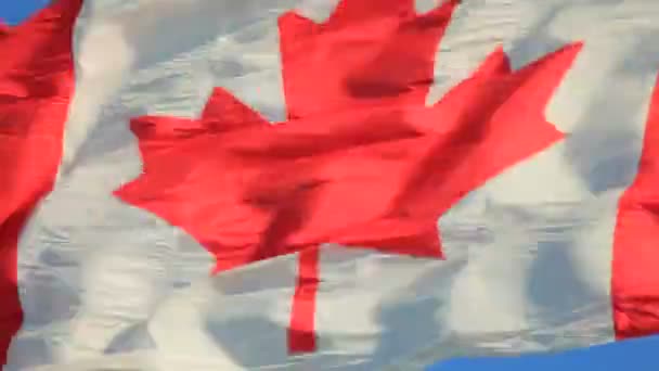 Bandera nacional de Canada — Vídeo de stock