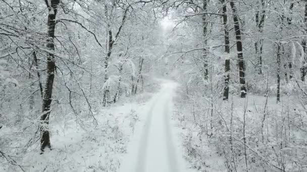 白雪覆盖的雪白色冬日森林里的无人机画面 — 图库视频影像