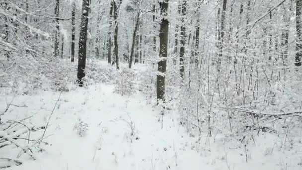 Images Drones Arbres Recouverts Neige Dans Une Forêt Hiver — Video