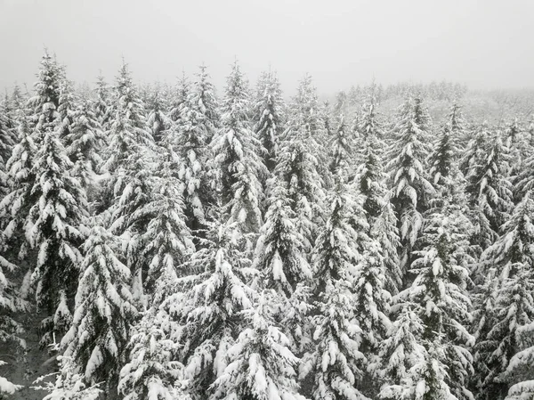 Neve coberto de árvores — Fotografia de Stock