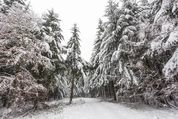 Estrada em uma floresta de inverno branco — Fotografia de Stock