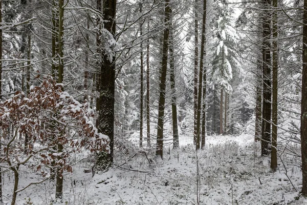 Bosque blanco de invierno — Foto de Stock