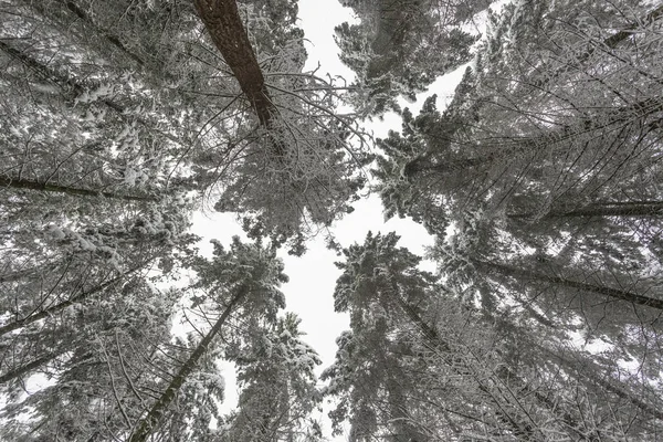 Árvores de inverno cobertas de neve — Fotografia de Stock