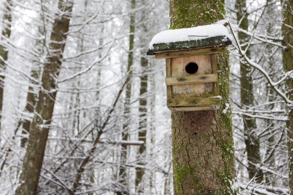 Birdhouse in winter forest — Stock Photo, Image