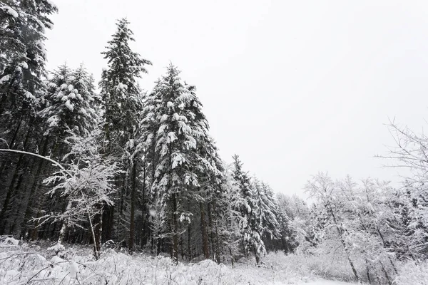 Hófákkal borított téli fák Jogdíjmentes Stock Fotók