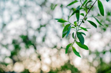 yeşil yaprakları ile bokeh
