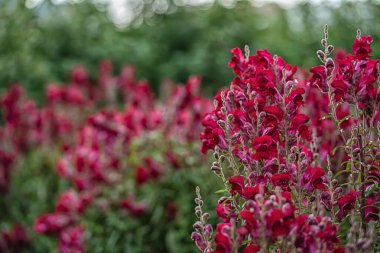 Mor antirrhinum veya ejderha çiçekleri veya snapdragons yeşil çiçek bahçesinde