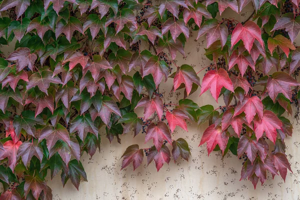 Старая коричневая стена, покрытая красным плющом — стоковое фото