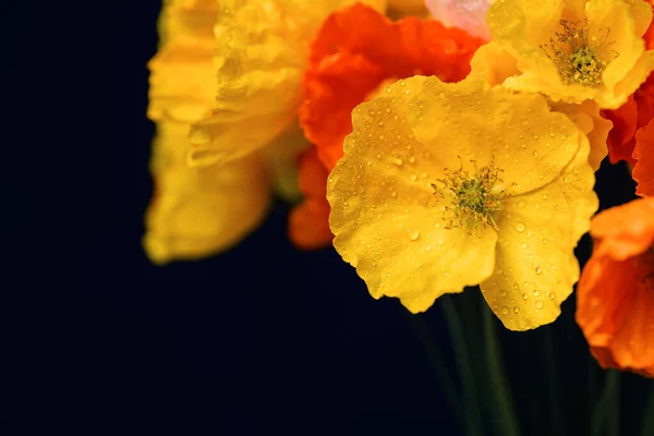 Narancs és sárga kerti mák virág fejek fekete háttér — Stock Fotó