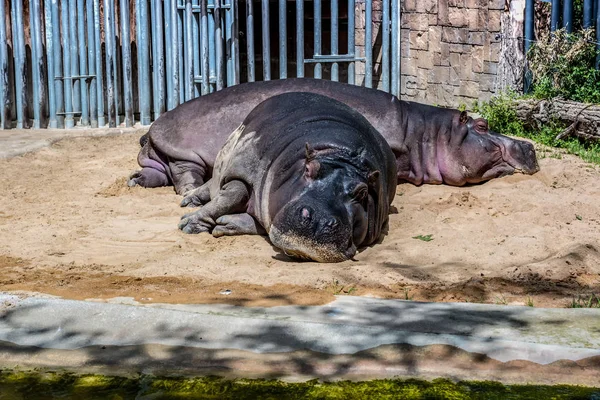 Zbliżenie hipopotama śpiącego na ziemi z zewnętrznym tłem — Zdjęcie stockowe