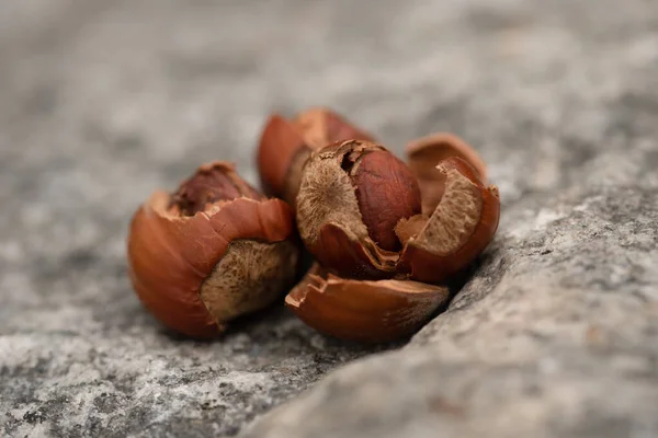 Empty hazelnut shells on the stone outdoor — Stock Photo, Image