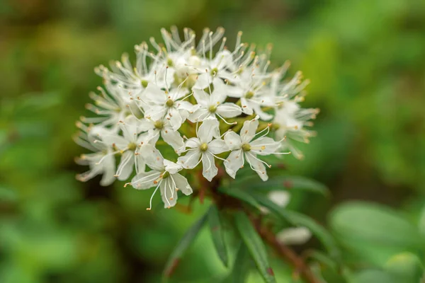 緑の春の森の中でラブラドールティーホワイト花 — ストック写真