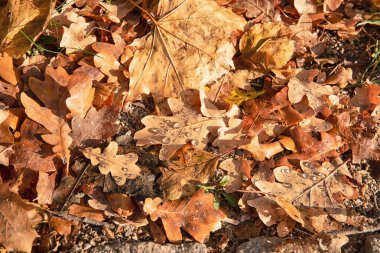 Sonbahar meşesi arka plan yüzeyini ayaklarının altında bırakır