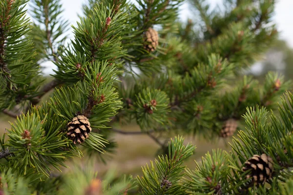 Sražena čerstvých zelených jehličí s dlouhým PINem — Stock fotografie