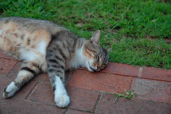 Shaby sujo sem-teto cinza tabby gato deitado na rua — Fotografia de Stock