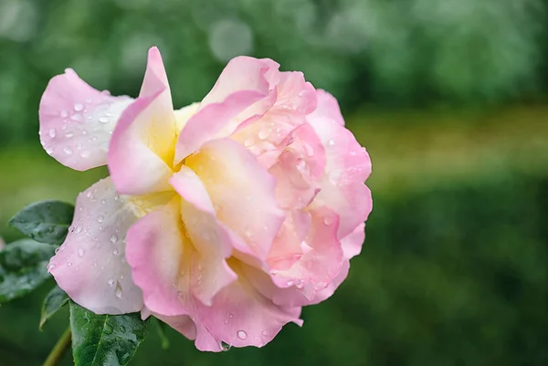 Pink blooming rose flower in bush in green summer garden — Stock Photo, Image
