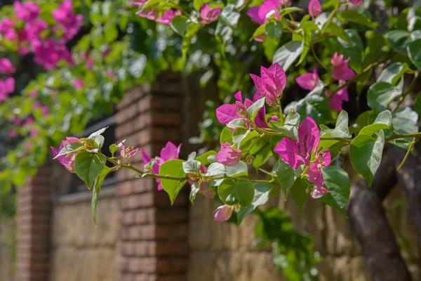 Vackra lila vilda exotiska blommor Bougainvillea i territoriet med tegelvägg — Stockfoto