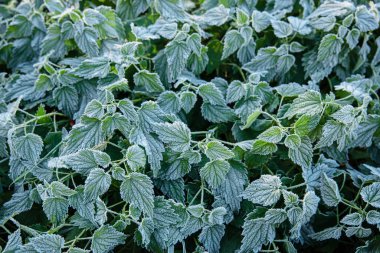 Kırsal kesimde donmuş ısırgan otu yaprakları var.