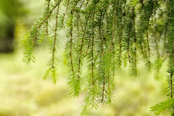 Zöld ágak egy örökzöld fán, tűkkel lógva — Stock Fotó