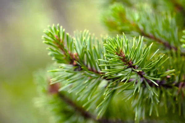 Primer plano de agujas verdes frescas de pino largo —  Fotos de Stock