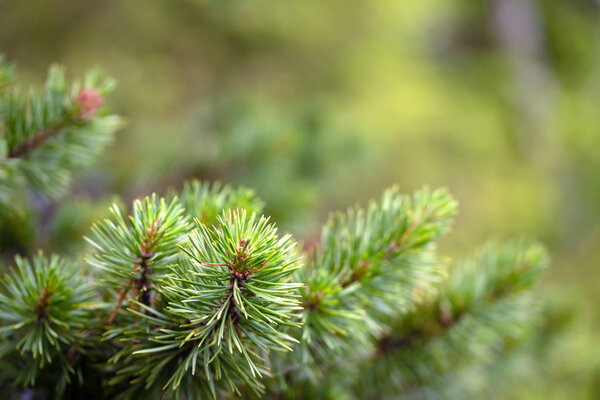 Closeup of fresh green long pine needles