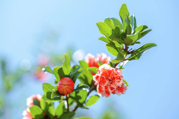 Rosa blommande mini granatäpple blommor i buske i grön sommar trädgård — Stockfoto