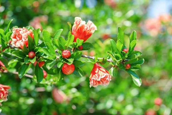 Rosa blommande mini granatäpple blommor i buske i grön sommar trädgård — Stockfoto