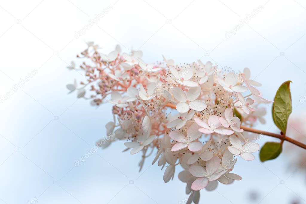 White and pink lilac flowers closeup on sky background