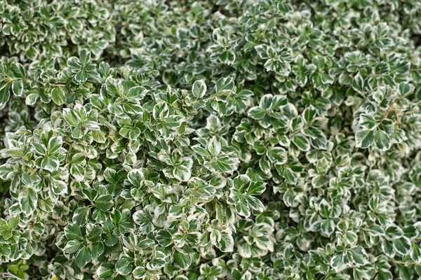 Patroon van groene en witte takken en bladeren — Stockfoto