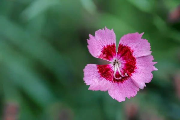 Five Petal light pink Meadow Carnation flower — 스톡 사진
