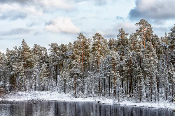 Donmuş çam ağaçlarının ve nehrin manzarası — Stok fotoğraf