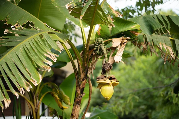 Flor en flor de plátano y frutas pequeñas en un jardín de verano —  Fotos de Stock