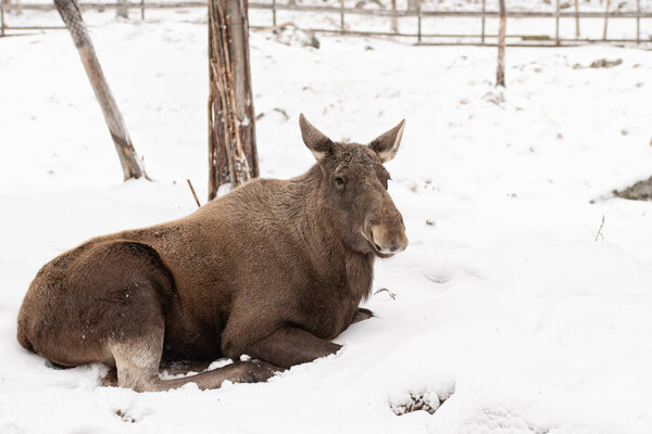 Wild female moose laying on the snow