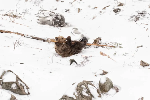 Medvěd hnědý hrající na sněhu Ursus arctos — Stock fotografie