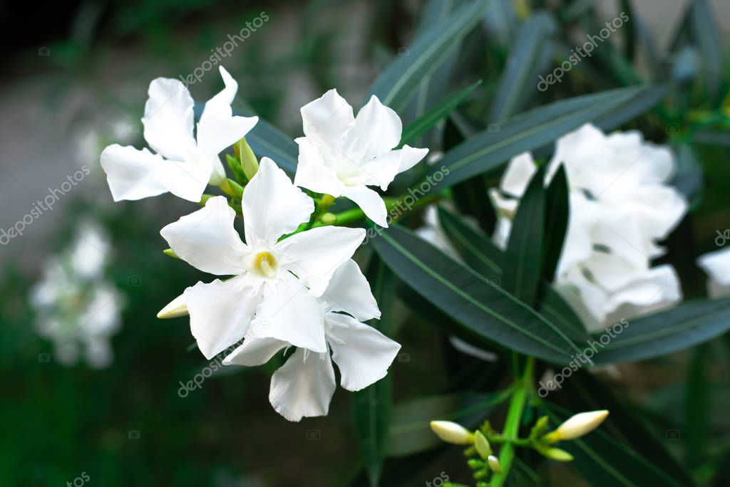 White flowers of an oleander with leaves