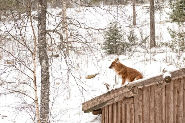 Raposa vermelha na neve no alojamento de madeira — Fotografia de Stock