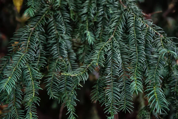 Зелене листя Yew або Taxus baccata — стокове фото