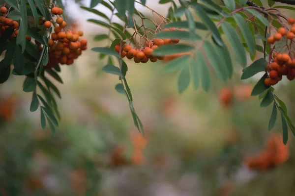 Naturalistický pohled na světle červené bobule horského popela v zamračený podzimní den — Stock fotografie