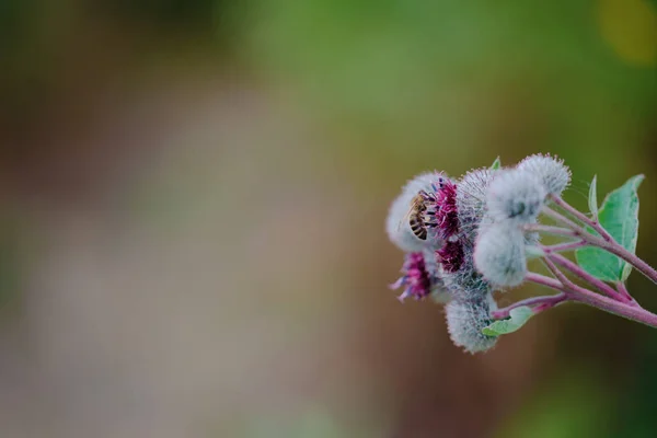 Bloeiende grote klis Arctium lappa met een bij op het hoofd — Stockfoto