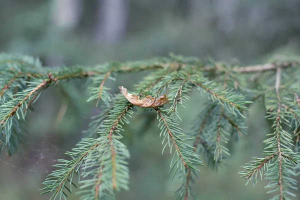 Closeup of branch with short pine needles — 스톡 사진