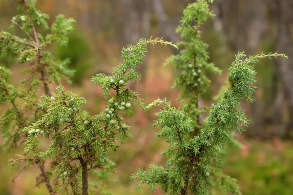 Az Észak-Finnország erdő zöld Boróka bokrok — Stock Fotó