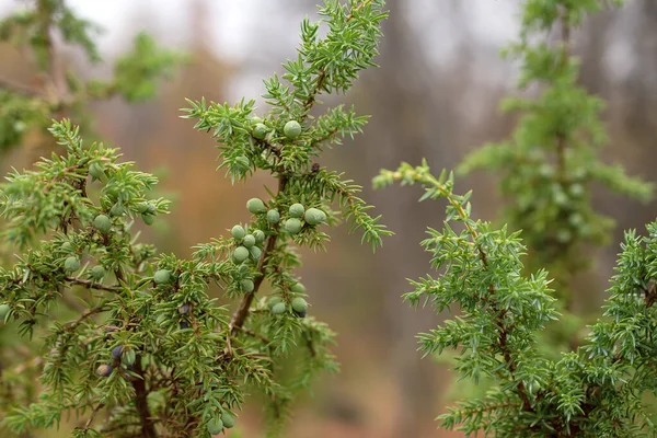 Зелені кущі ялівцю в північному лісі — стокове фото