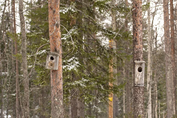 Сельский скворечник на дереве в лесах Финляндии — стоковое фото