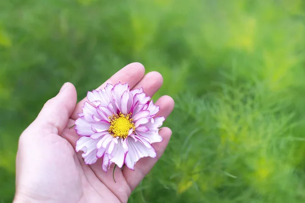 Pembe Kozmetik Çiçekleri Kozmos Çiçekleri Kadın Ellerinde Yetişiyor — Stok fotoğraf