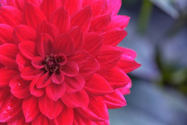 Koyu kırmızı yıldız çiçeğinin Macro fotoğrafı. Bahçeye yakın.