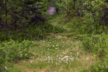 İsveç 'in güneyinde, beyaz kabarık çiçeklerle dolu bir ormanın kenarında.