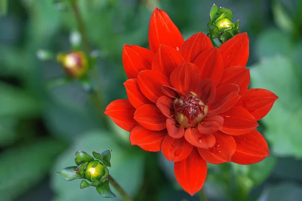 Macro Photo Tête Fleur Dahlia Rouge Profond Près Dans Jardin — Photo