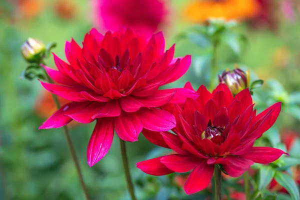 Macro Foto Dalia Roja Profunda Cabeza Flor Cerca Jardín — Foto de Stock